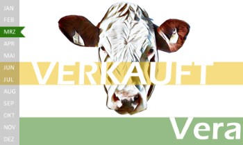 tr�chtige Fleckvieh Kalbin zu verkaufen, beweidet und ruhig